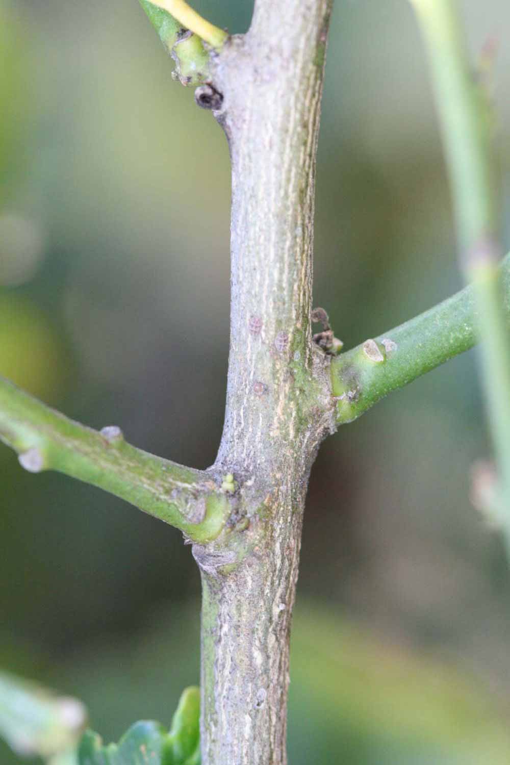                Second - third year twig (S-1, Riverside,   CA)       